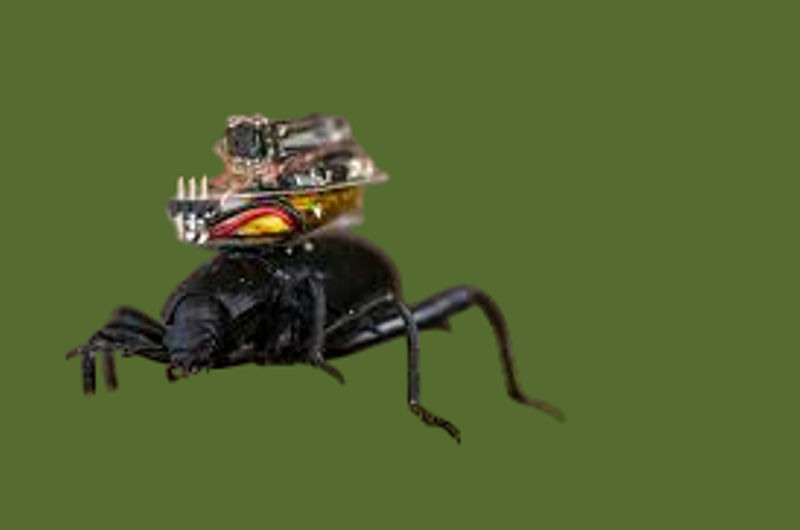The Bug-Watching Camera: Capturing Nature’s Tiny Wonders in Stunning Detail