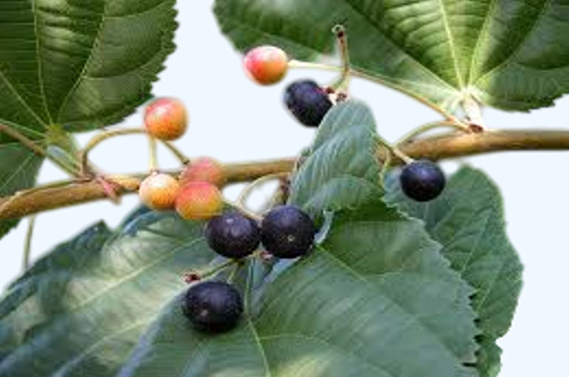  Grewia Asiatica (Phalsa) A Nutrient-Dense Superfruit with Remarkable Health Benefits.