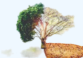 Breathe Pakistan: Addressing Climate Change & Mobilizing Finance.