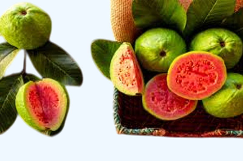 Guava is a nutrient-rich fruit filled with essential vitamins, minerals, and fiber, contributing to various health benefits.