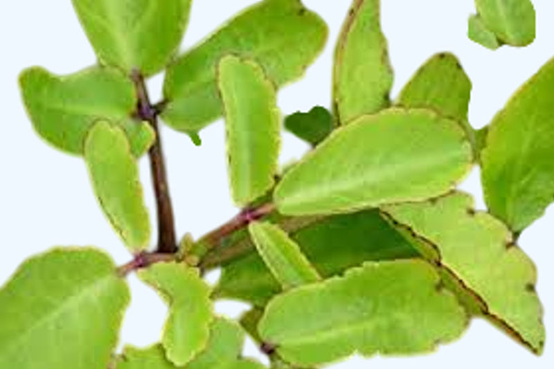 Miracle Leaves (Patharchatta) Benefits and Uses: A Complete Guide.