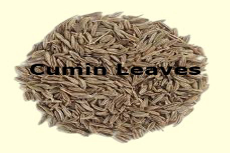 Health Benefits of Cumin Leaves (Zeera) Try to Avoid Them.